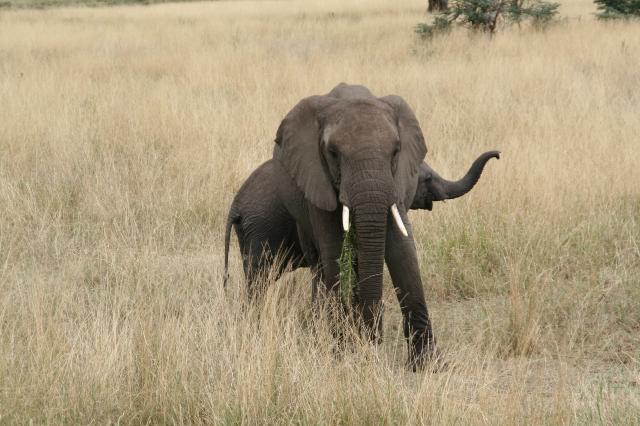 Een olifant in Tarangire NP