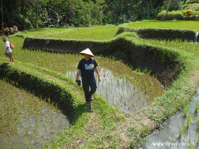 De Indonesische rijstvelden