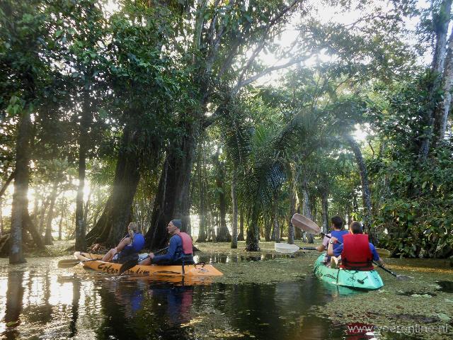 Kayakken tussen de mangrove bossen op zoek naar brulapen