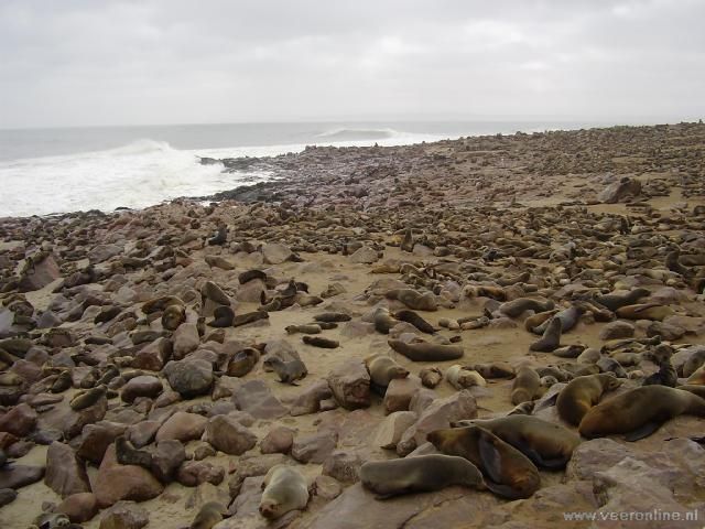 Honderduizenden zeehonden bij Cape Cross